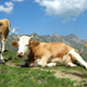 Illustration for article titled DNA reveals that cows were almost impossible to domesticate